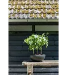 Platinum - Peter Platinum - Peter