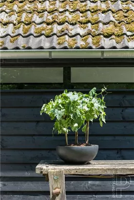 Platinum - Peter Platinum - Peter