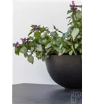 Platinum - Peter Platinum - Peter