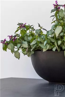 Platinum - Peter Platinum - Peter