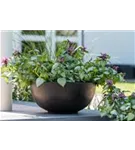 Platinum - Peter Platinum - Peter