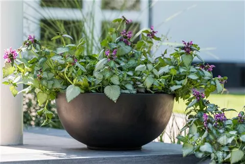 Platinum - Peter Platinum - Peter