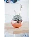 Platinum - Peter Platinum - Peter