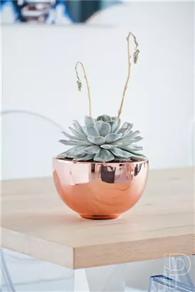 Platinum - Peter Platinum - Peter