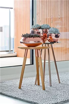 Platinum - Peter Platinum - Peter