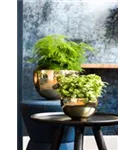 Platinum - Peter Platinum - Peter