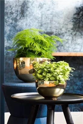 Platinum - Peter Platinum - Peter