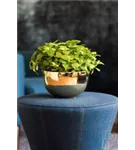 Platinum - Peter Platinum - Peter