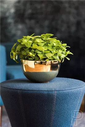 Platinum - Peter Platinum - Peter