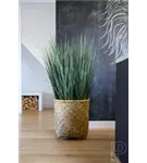 Bohemian - Zayn Bohemian - Zayn