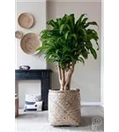 Bohemian - Zayn Bohemian - Zayn