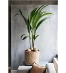 Bohemian - Zayn Bohemian - Zayn