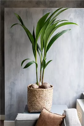 Bohemian - Zayn Bohemian - Zayn