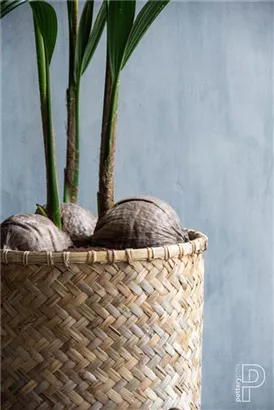 Bohemian - Zayn Bohemian - Zayn