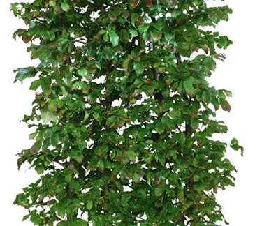 Heckenelemente