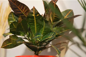 Wunderstrauch - Umtopfen