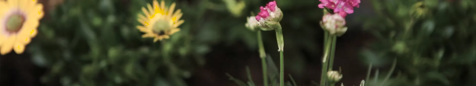 Strandgrasnelke - Einpflanzen im Garten