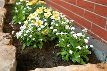 Weißes Vergissmeinnicht - Einpflanzen im Garten