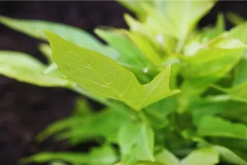 Zier Süßkartoffel - Einpflanzen im Garten