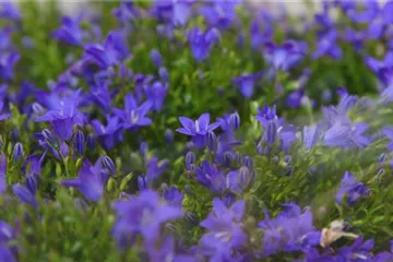 Glockenblume - Einpflanzen in den Garten