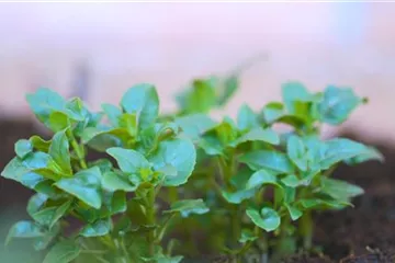 Indianernessel - Einpflanzen im Garten