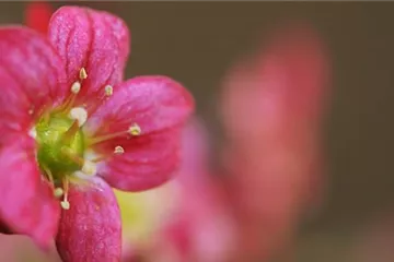 Moossteinbrech - Einpflanzen im Garten Moossteinbrech - Einpflanzen im Garten
