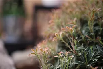 Japanisches Schattenglöckchen - Einpflanzen im Garten Japanisches Schattenglöckchen - Einpflanzen im Garten