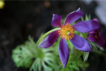 Küchenschelle - Einpflanzen im Garten Küchenschelle - Einpflanzen im Garten