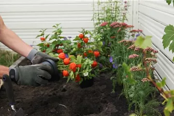 Physalis - Einpflanzen im Garten Physalis - Einpflanzen im Garten