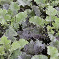 Durchdachte Wege zum bequemen Ernten