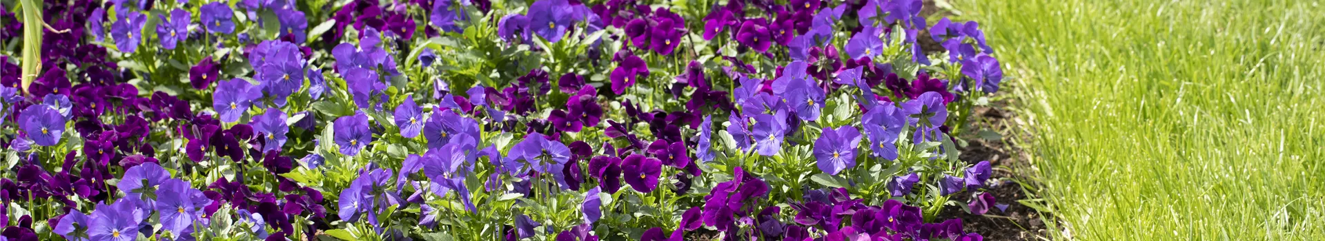 Klimazonen im Garten schaffen