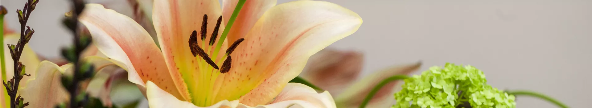 Zur richtigen Zeit am richtigen Ort - Lilien pflanzen