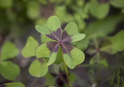 Vierblättriger Klee – Das Glück, das von einer Pflanze kommt