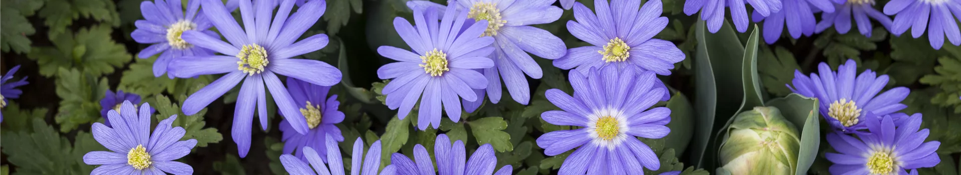 Anemonen – zarte Windröschen im Garten