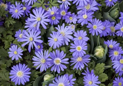 Anemonen – zarte Windröschen im Garten