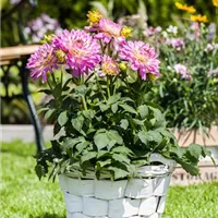 Der richtige Standort für Sommerblüher