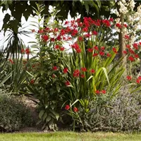 Die richtige Pflanztiefe für Blumenzwiebeln