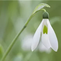 Schneeglöckchen pflanzen: Pflanzzeit und Standort
