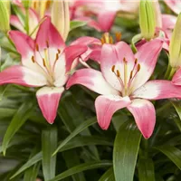 Bunte Blüten im Sommer und Herbst