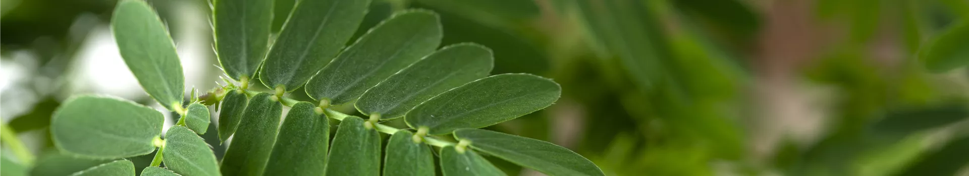 Mimosen, die sensiblen Geschöpfe der Pflanzenwelt
