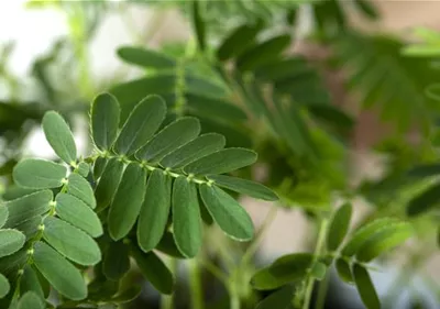 Mimosen, die sensiblen Geschöpfe der Pflanzenwelt