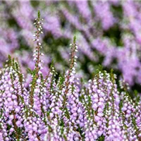 Erika, die typischste der Heidepflanzen