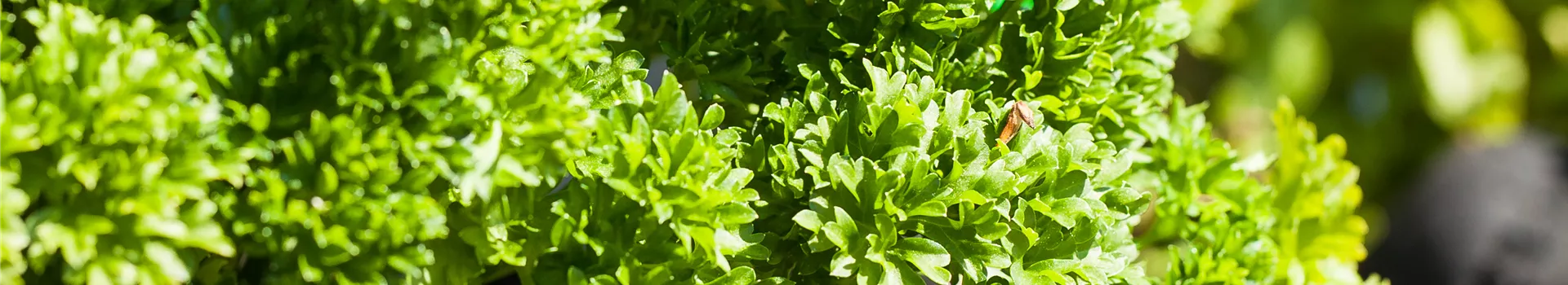 Kräuter im eigenen Garten: Anlegen des Kräutergartens