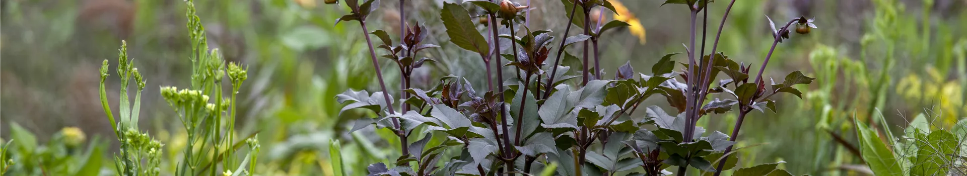 Der Boden im Blumenbeet: Vorbereitung und Pflege