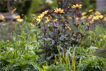 Der Boden im Blumenbeet: Vorbereitung und Pflege
