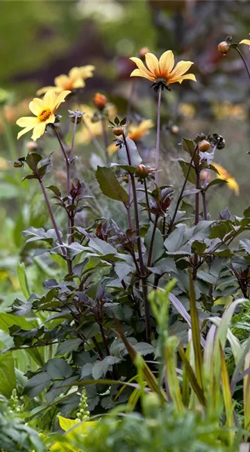Der Boden im Blumenbeet: Vorbereitung und Pflege
