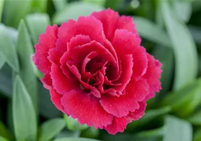 Der 1. Mai – was hat er mit Pflanzen und Blumen zu tun?