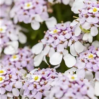 Robuste Pflanze mit zarten Blüten