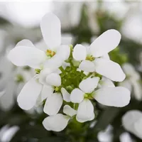 Pflegeleichte Gartenbewohnerin