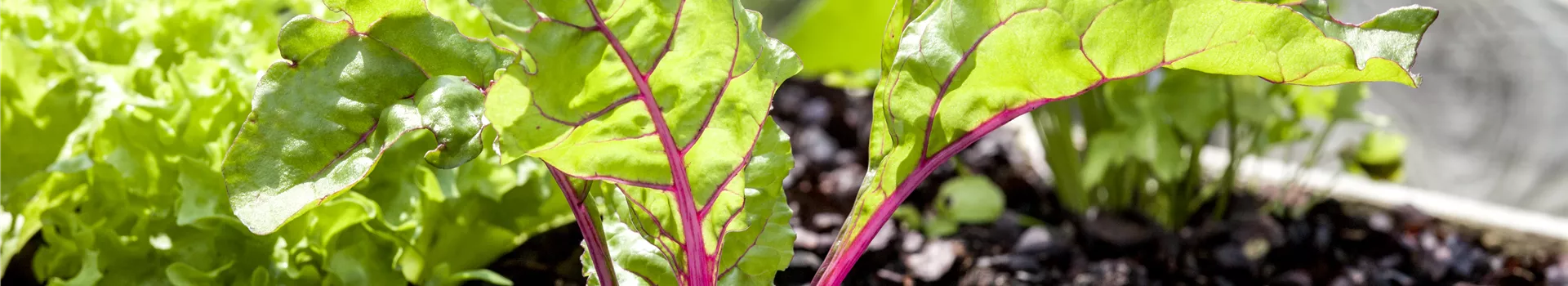 Mangold – die Rübe mit der gewissen Würze